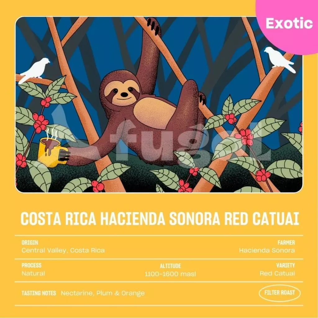 Costa Rica Hacienda Sonora Red Catuai